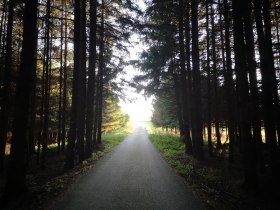 Waldweg Richtung Haiden, © Martina Fuchs-Köck