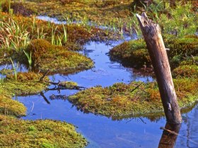 Hochmoor im Naturpark Heidenreichsteiner Moor, © Johannes Schlosser