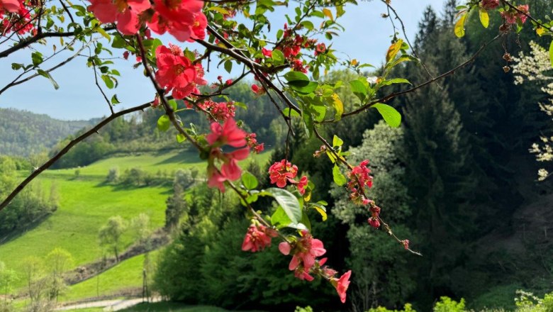 Gästegarten am Gsangerer Hof, © Mostviertel Tourismus