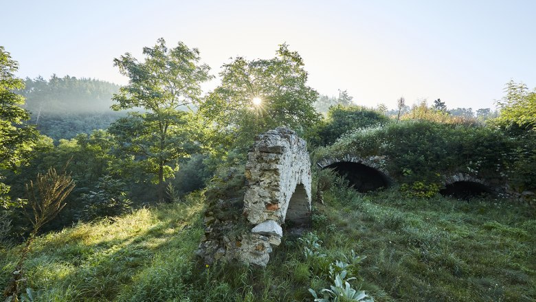 schonbergtourismus_wald_2020-08-22_img_0554_rupertpessl_web, © Rupert Pessl