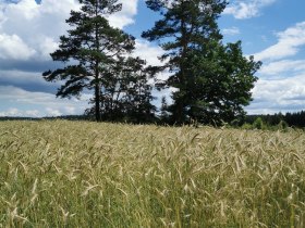 Landschaft, © Margit Weikartschläger