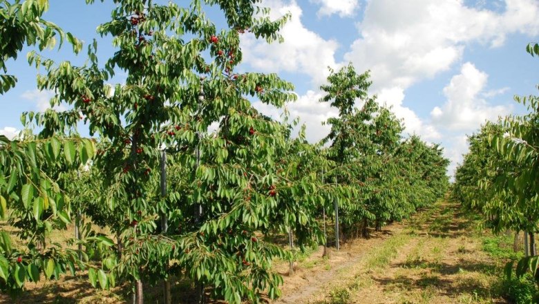 Obstbaumgärten der Familie Altenriederer, © Altenriederer