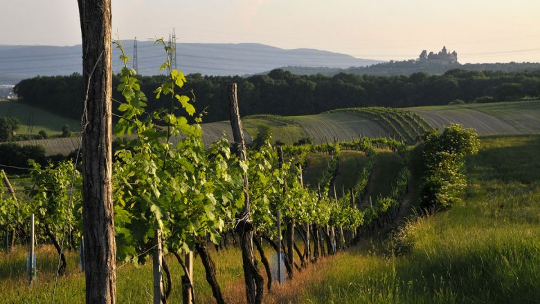 Winnice regionu Weinviertel, zamek Kreuzenstein, © Weinviertel Tourismus/Mandl