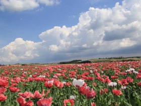 Blick Richtung Pleßberg mit Mohnblüte, © Martina Fuchs-Köck