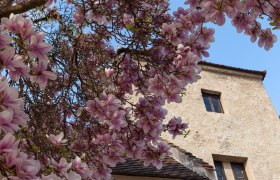 Blütezeit, © Donau Niederösterreich - Kamptal-Wagram-Tullner Donauraum