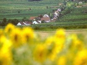 Blick auf die Kellergasse in Feuersbrunn, © Donau Niederösterreich - Kamptal-Wagram-Tullner Donauraum