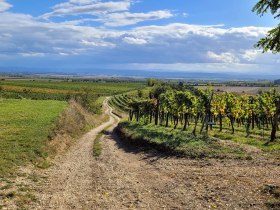 Wanderweg zur Aussichtsplattform, © Donau Niederösterreich - Kamptal-Wagram-Tullner Donauraum