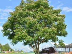 Götterbaum, © Donau Niederösterreich - Kamptal-Wagram-Tullner Donauraum