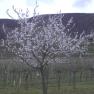 Marillenblüte Wachau, © Gästehaus Denk