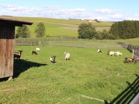 vorbei an neugierigen Ziegen, © Gemeinde Jaidhof