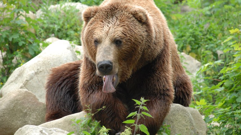 Brown bear, © Herbert Stoschek