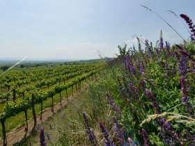 Weinberge, © Donau Niederösterreich - Kamptal-Wagram-Tullner Donauraum