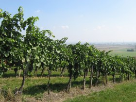 Weingärten Hagenbrunn, © Gemeinde Hagenbrunn