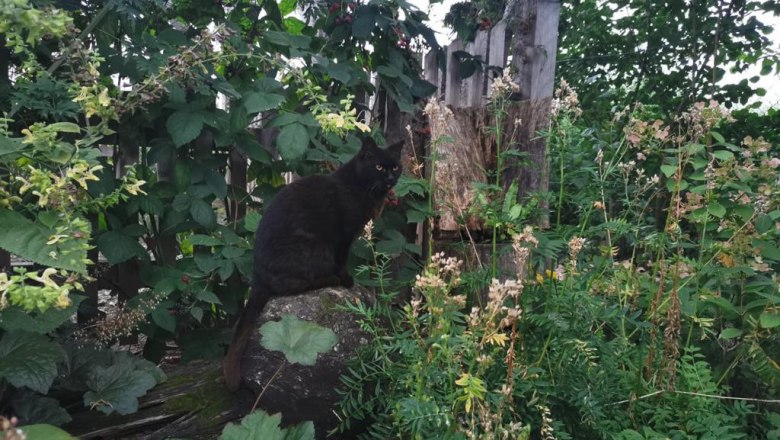 Katze im Garten, © Romana Fischer