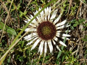 ...eine Schönheit mitten am Weg..., © Wiener Alpen in Niederösterreich - Semmering Rax