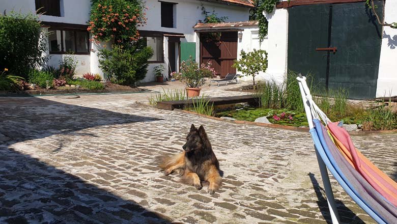 Hund Patio, © Christian Naschitz