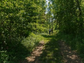 Waldweg, © Martin Kräftner