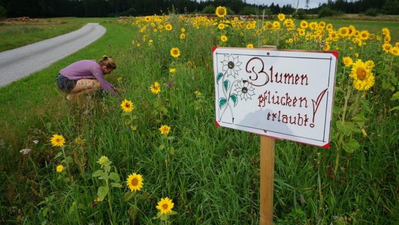 Umgebung, Blumenpflücken erlaubt, © Thomas Starkl