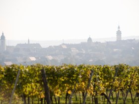 Weinwanderweg, © Retzer Land / Himml