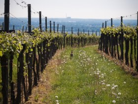 Zwischen den Zeilen, © Stadtgemeinde Traismauer