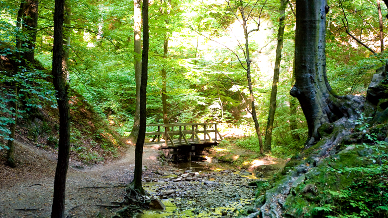 Eichenhain im Herbst, © Naturparke Niederösterreich/Robert Herbst