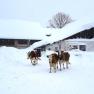 Winter am Höchbauernhof, © Höchbauernhof