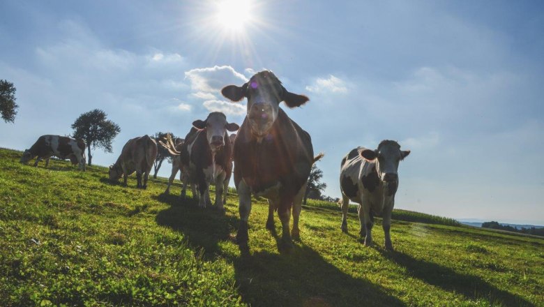 Happy cows, © Wilhelmsburger Hoflieferanten