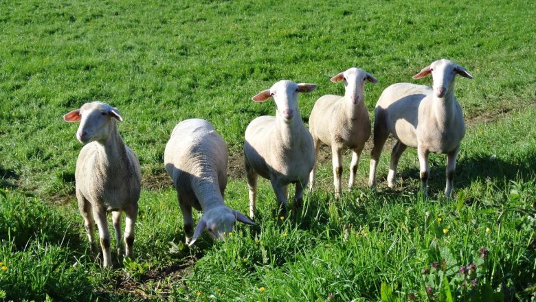 Schafe am Lämmerhof Groiß, © Lämmerhof Groiß