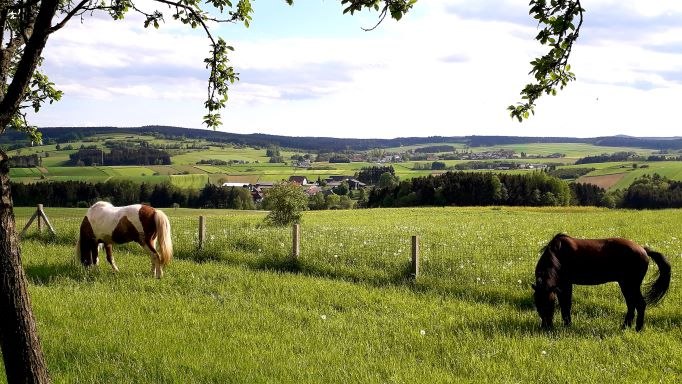 Besuch unserer Islandpferde in Plessberg - lebende Rasenmäher, © U.E.