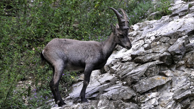 Wildpark Ernstbrunn, © Weinviertel Tourismus / Mandl