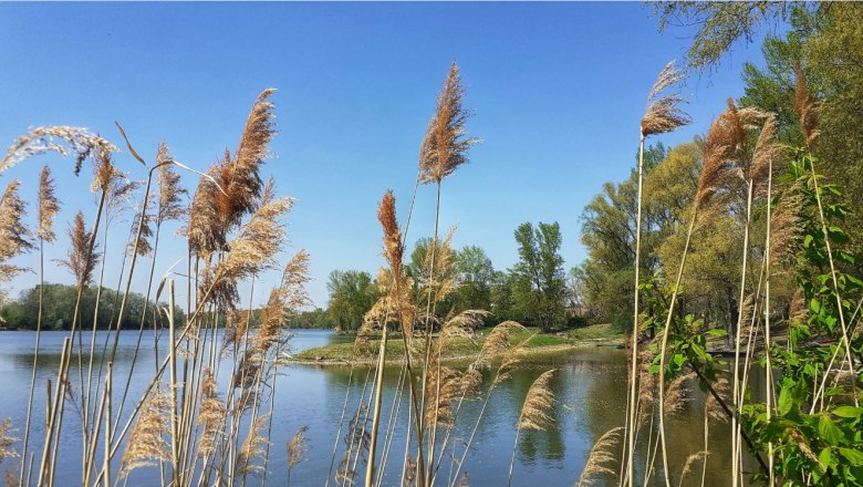 Donaualtarm Altenwörth, © Verena Schnatter