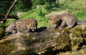 Leopardenbabies im Tierpark Haag, © Herbert Stoschek