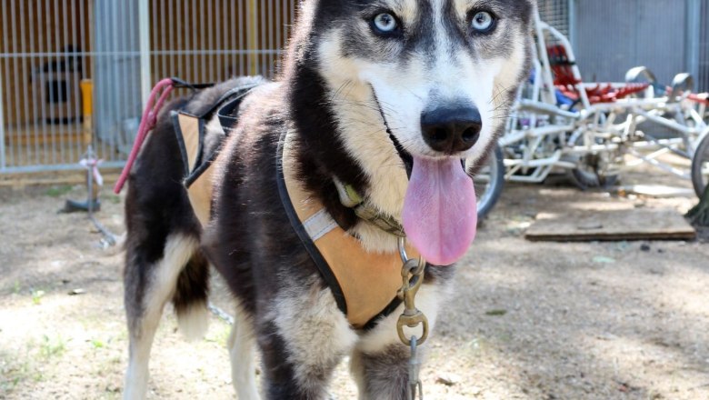 Siberian Husky Huskywandern Huskytrekking, © Huskyhof Waldviertel