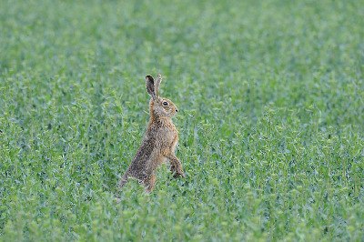 preview_wag_weinlherpfadkoenigsbrunn3_cjosefstefan_540a387cca, © josefstefan