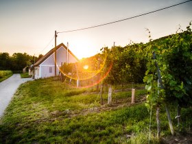 Kellergasse, © Donau Niederösterreich - Kamptal-Wagram-Tullner Donauraum