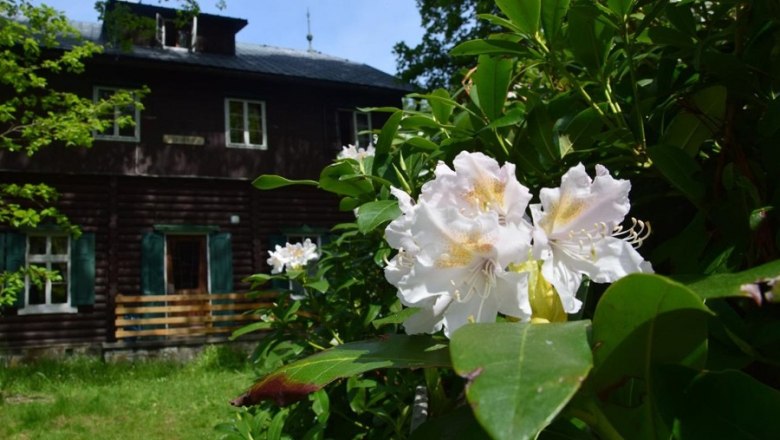 Rhododendronblüte, © Karin Stranz