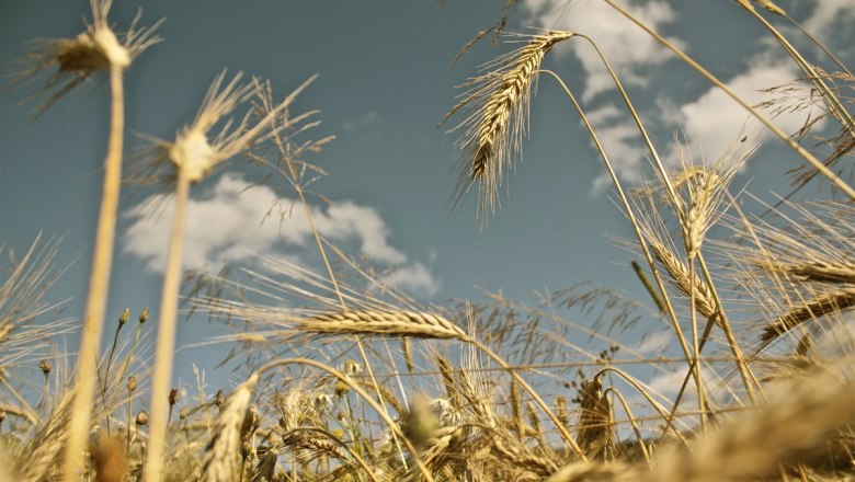 Kornfeld, © Ing. Matthias Schön