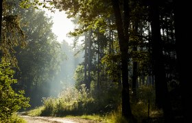 schonbergtourismus_wald_2020-08-22_img_0509_rupertpessl_web, © Rupert Pessl