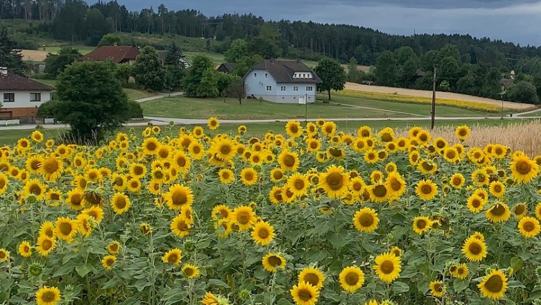 Sonnenblumen, © Familie Waltenberger