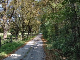 Ortsspaziergang Eckartsau, Weg durch den Au-Wald, © ÖBF Archiv