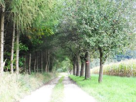 Allee am Salaberger Wald, © Mostviertel - OÖ Mariazellerweg