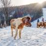 Unsere Tiere im Winter, © Familie Morgenbesser