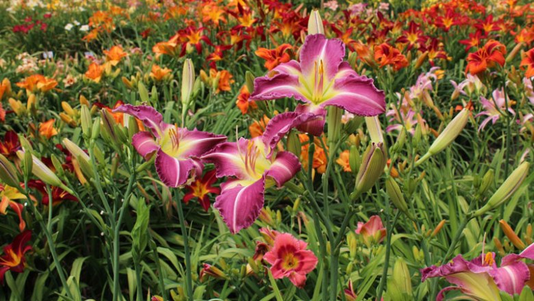 taglilienfeld, © Oberleitner Gartenkultur