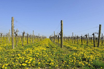 preview_wag_weinlehrpfadkoenigsbrunn2_cjosefstefan_d59eb0e201, © josefstefan