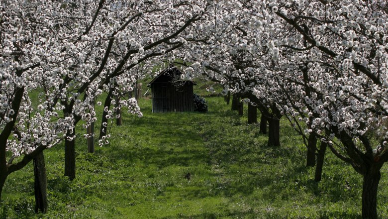 Marillenblüte, © Othmar Bramberger